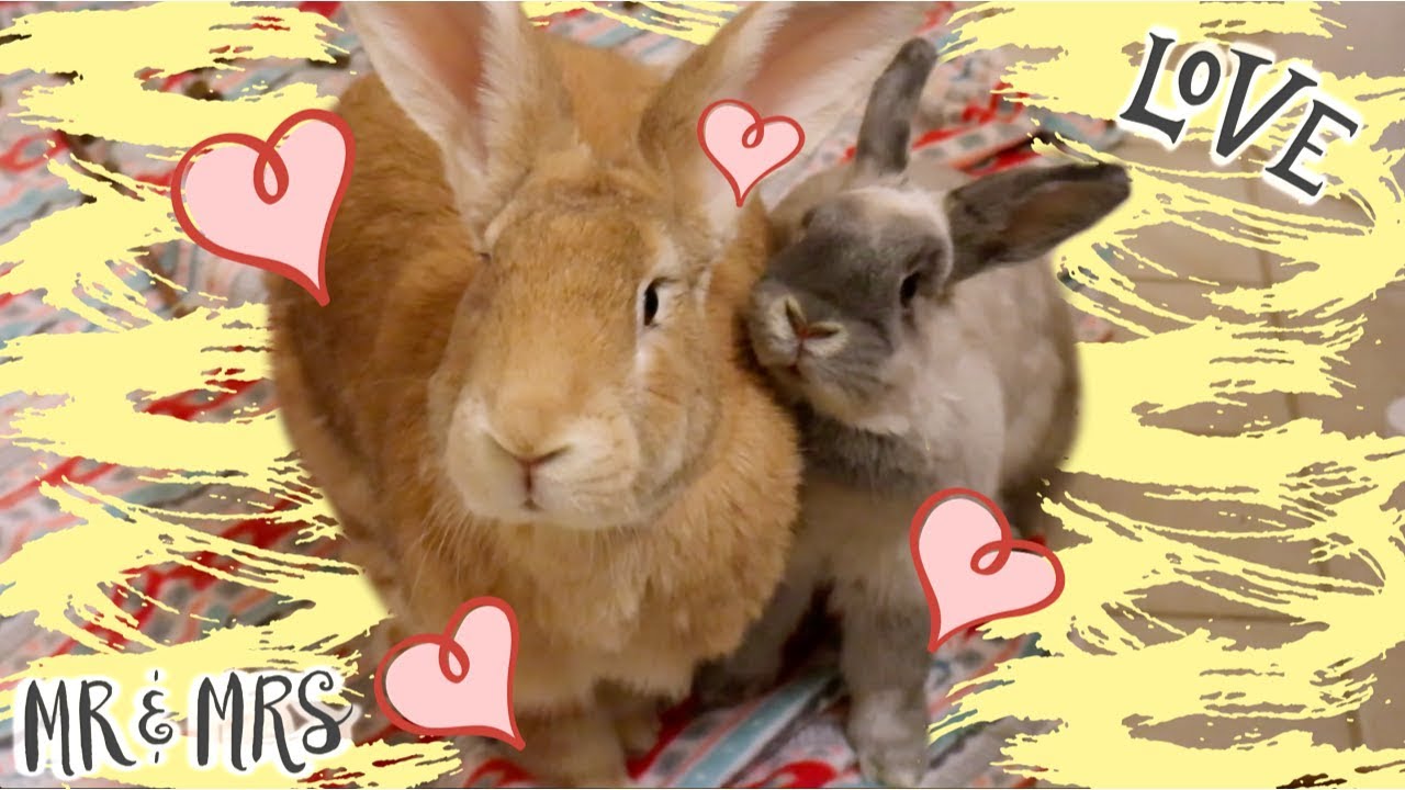 oliver twist I Got Another Rabbit! | Bunny Bonding w/ Desmond & Olive