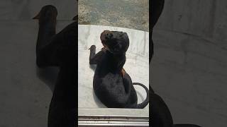 পপির আবার রাগও আছে 🤣🤣#shortsfeed #shorts #pets