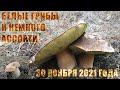 ❗Прощальные ПОДАРКИ грибной ОСЕНИ🍁❗ Шикарные БЕЛЫЕ ГРИБЫ за 8️⃣ часов до зимы❗ 30 ноября 2021 года❗