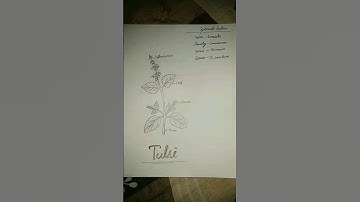 Tulsi Comment & figure | Bsc 4th sem | Botony green file work #neet #apknowledge #ytshorts