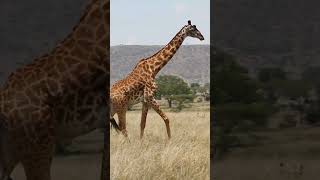 Why Does A Giraffe Have Such A Long Neck? | NATURE Shorts | PBS