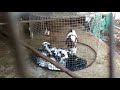 Low cost Simple Goat Farm| बकरी पालन | पारंपारीक शेळीपालन | Berari Goat Local Goat