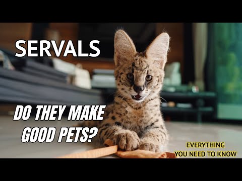 Video: Ar Afrikos servalinės katės pavojingos?