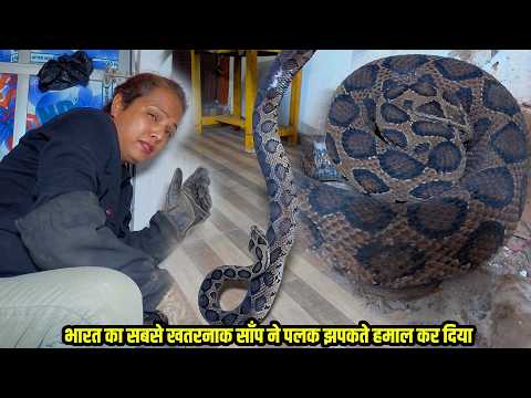 Shocking video: India's deadliest snake strikes in the blink of an eye, Russell's viper snake bit...