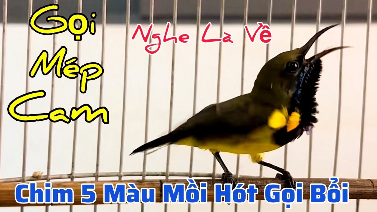 UHút Mật 5 Màu Mồi Kích Trống Mái Cực Nhạy. Âm Thanh Chuyên Dùng Đi Bẫy, Dụ Bổi Về Cực Nhanh