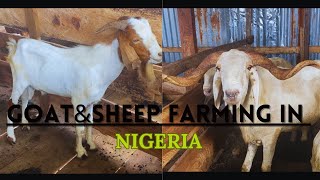 GOAT AND SHEEP FARMING IN NIGERIA// Tips on starting a goat farm