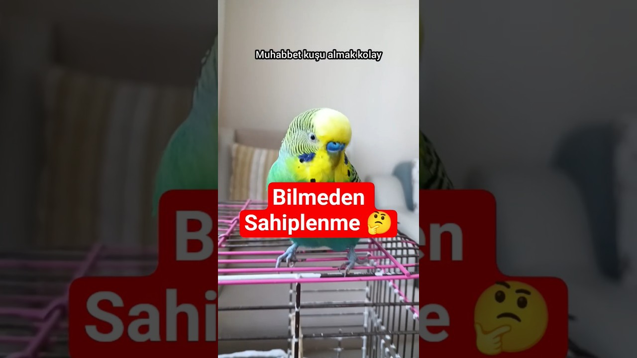 Muhabbet Kuşu Sahiplenmek , 🔴 bUNLARI “Bilmeden Sahiplenme!” #muhabbetkuşu #birds #talkingparot