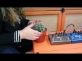 Playing a cactus through an Orange Amp
