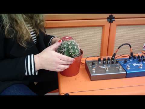 sonic-succulents-with-adrienne-adar