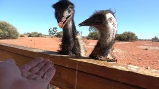 Feeding the hungry Emus!
Large mob of Emus living at a remote Northern Territory roadhouse coming in for a feed, fascinating flightless Birds! Feeding the hungry Emus!