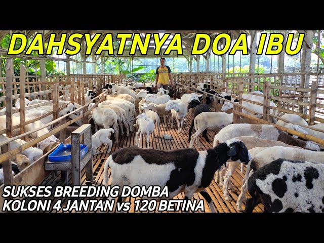 Sukses Breeding Domba Pakan Terjangkau Sistem Koloni Sadar Muda Farm | Cerita Petenak Sukses class=