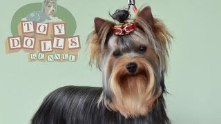 Cuidados com a pelagem do Yorkshire Terrier  Preparando para exposições de Beleza TOY DOLLS KENNEL