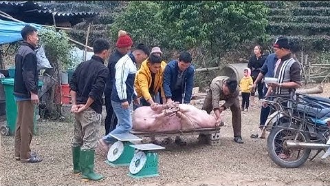 Ăn Tết vùng cao .Lợn hơn 150kg nhiều món ngon #@chungtv2238