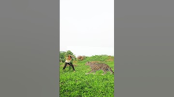 Two leopard attacked in field #vfx #foryou #video #shorts #subscribe