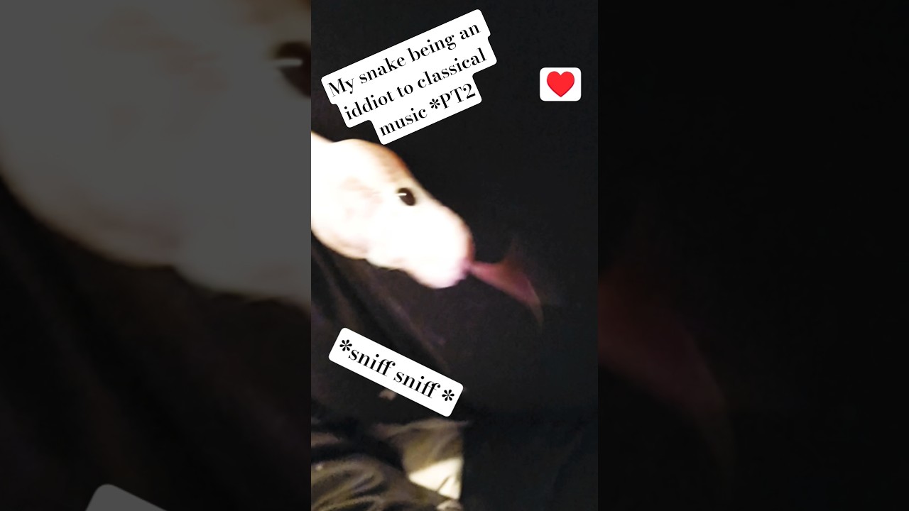 iddiot creature&hearts;️ #chill #love #pets #snake #cute #silly #blep #funny #animals #goodvibes #cute #art