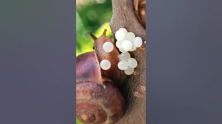 Snail Laying Eggs - DayDayNews