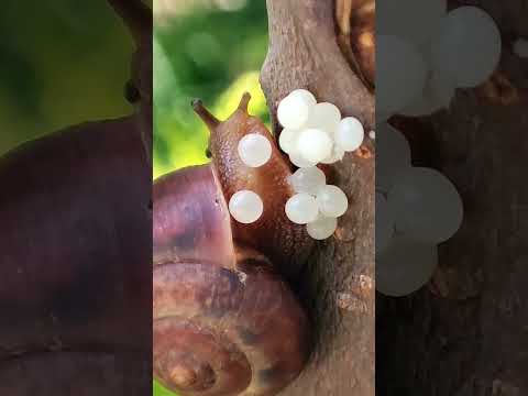 Video: Domestic land snails. Paano alagaan ang mga snails