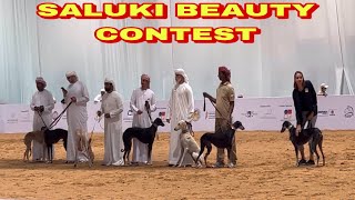 Saluki Dog Beauty Contest @ ADIHEX 2022