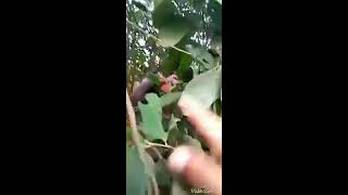 Terciduk Beginian di Hutan, Lihat Videonya Gan Seru