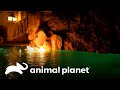 Fusiones elementales: agua y fuego en una piscina asombrosa | Piscinas Soñadas | Animal Planet