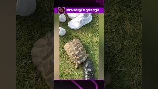 Why Do Turtles Attack When they See Black?