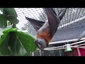 Batty fun with fig leaves