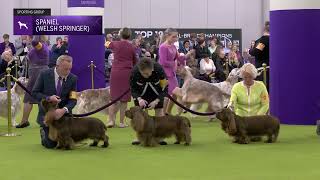 Full Spaniels (Sussex) | Breed Judging 2025 News