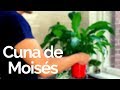 Cuna De Moisés / Cómo Hacer Que Florezca (Spathiphyllum, Espatifilo) PLANTAS DE INTERIOR