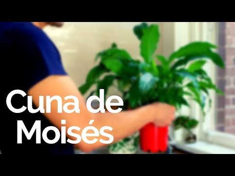 Video: Cómo Hacer Que El Spathiphyllum Florezca