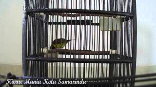 Download lagu Suara Burung Kolibri Kelapa Suara Burung Kolibri Kelapa