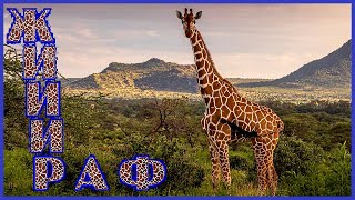 Жирафы! Подборка лучших видеокадров и интересных фактов!