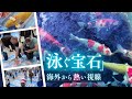 ビューティフル！」“泳ぐ宝石”ニシキゴイに円安で海外から熱い視線