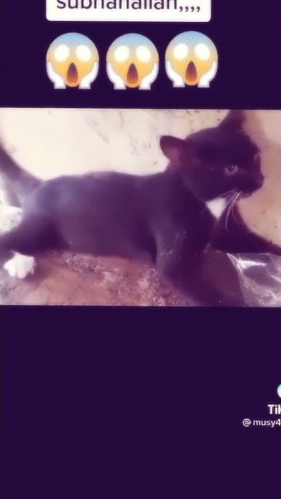 SUBHANALLAH!!!Kucing ucap nama Allah#short