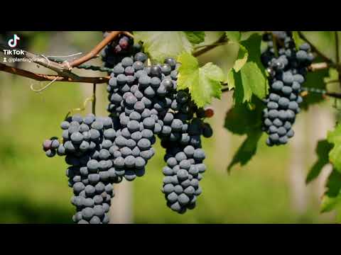 اجود انواع العنب الاسود