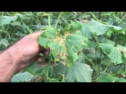 Video: Pseudomonas Syringae Sa Mga Pipino - Pagkilala sa Mga Sintomas ng Bacterial Leaf Spot