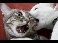 Cat fight  , cats fighting over territory