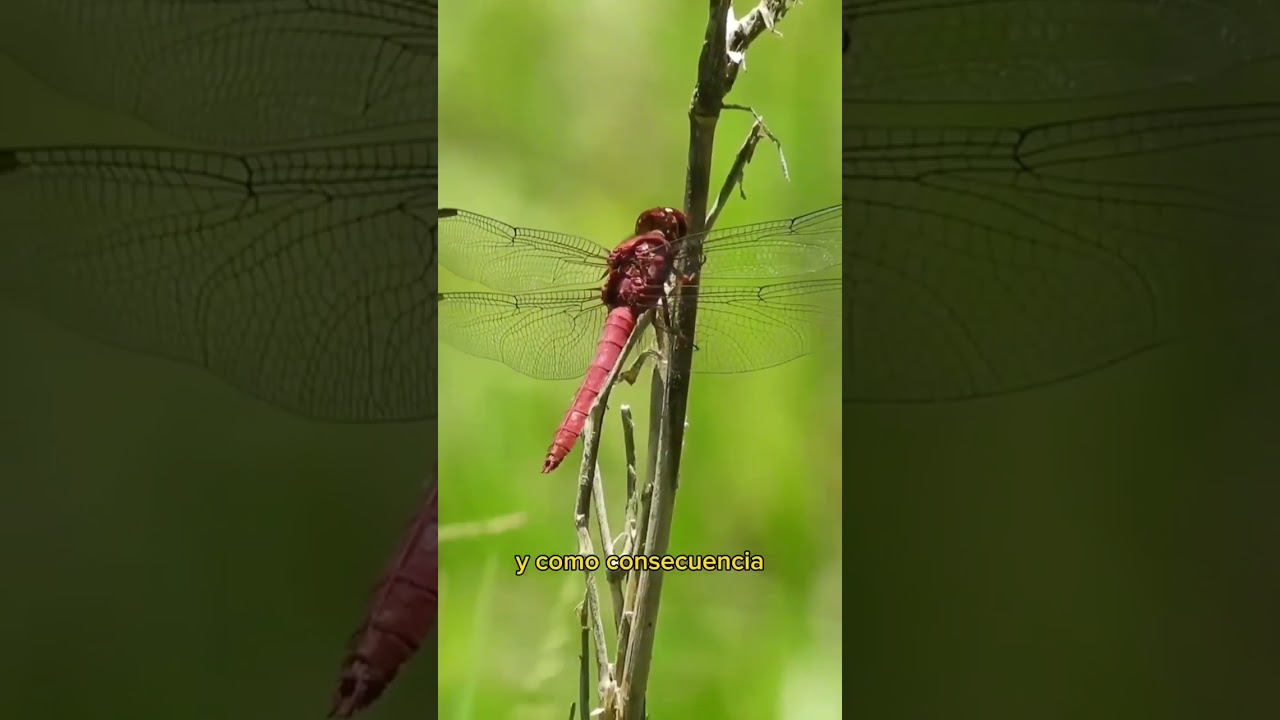 Diferencia entre libélulas y caballitos del Diablo #curiosidades #viral #insectos