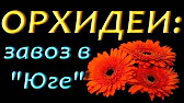 Орхидеи,узамба́рские фиалки,Самара🌺