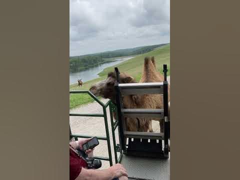 Do you know how long does Bactrian camel live? #camel #camels #
