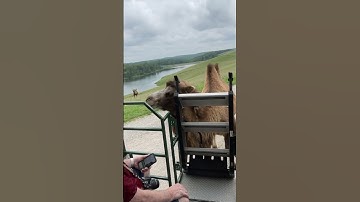 Do you know how long does Bactrian camel live? #camel #camels #endangeredspecies #shorts