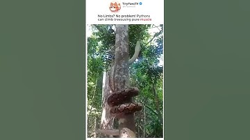 THIS is how Pythons climb Trees! #interesting #animals #snake #creepy #wildlife #shorts
