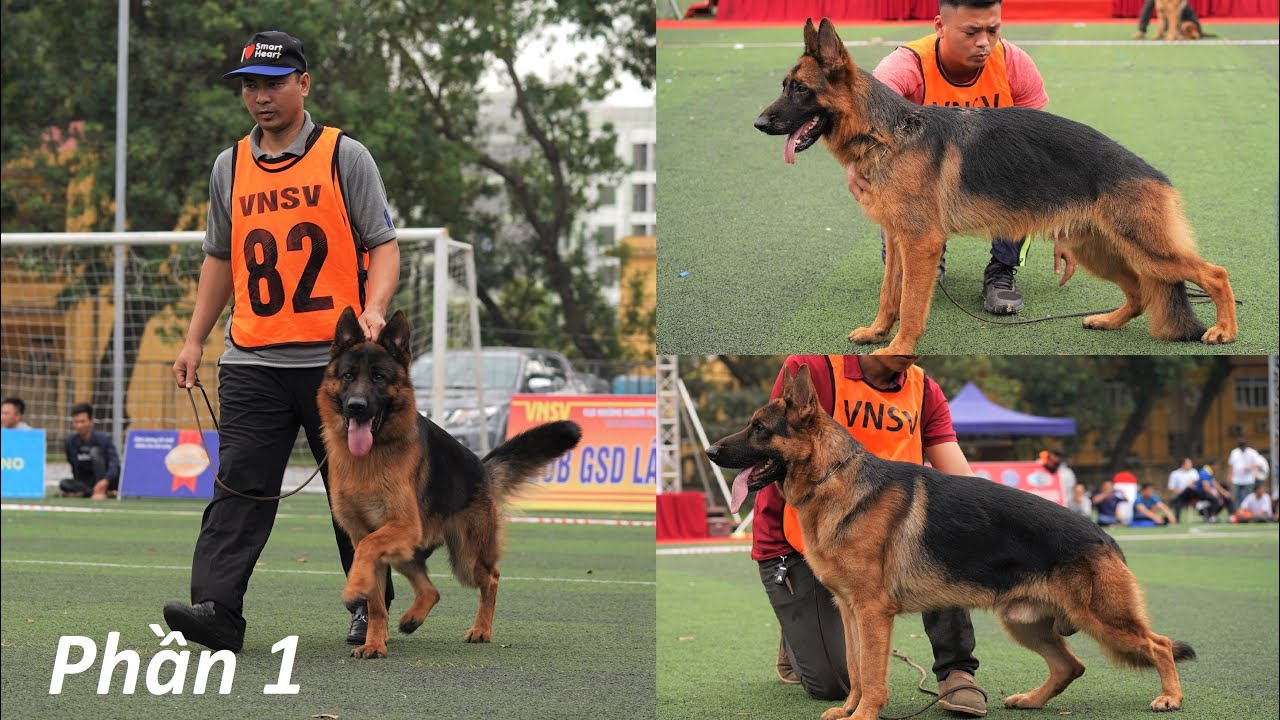 Chó Becgie đẹp VSM 2020-Tập 4 P1: Chó đực 12-18 tháng| Vietnam German shepherd dog show