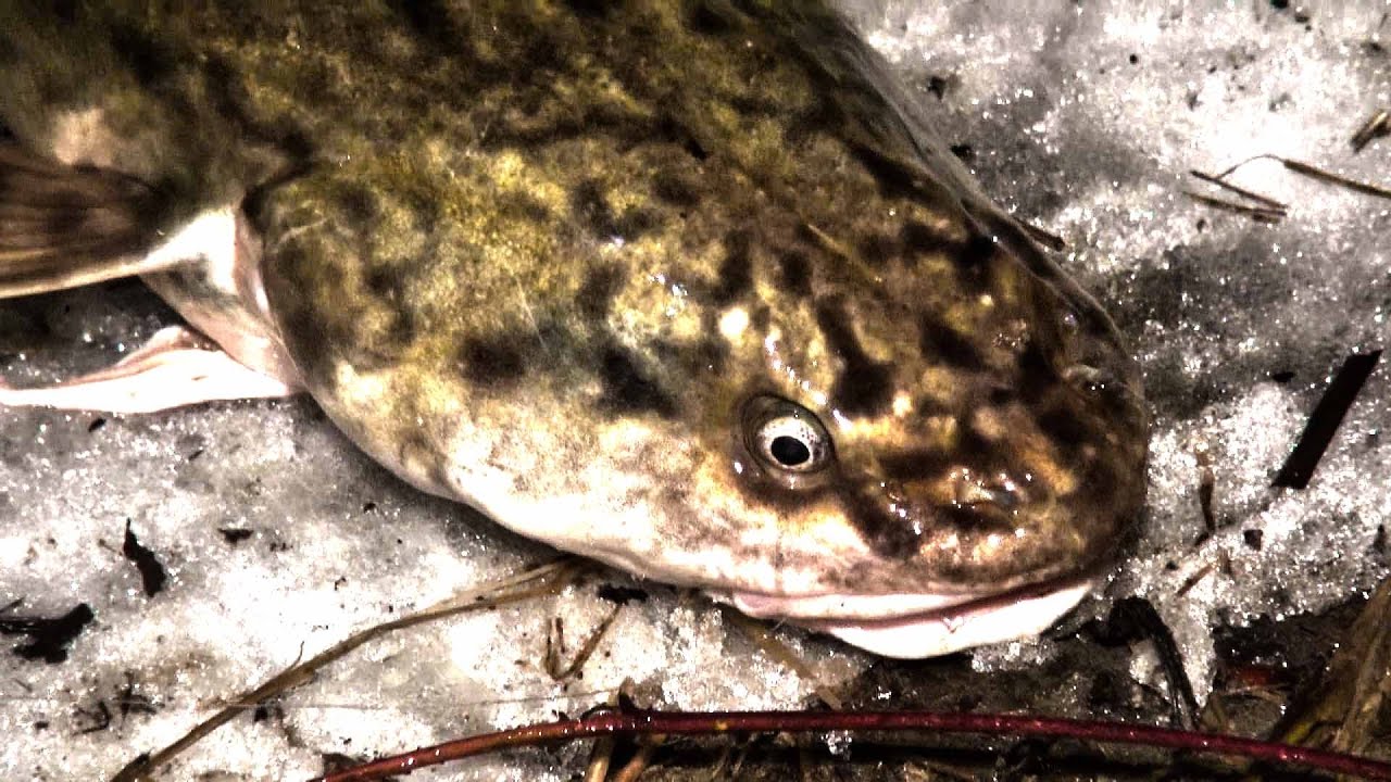 Apie žūklę 2016 12 10. Kai vėgėlės kimba/nekimba :)