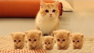cute cat - Cute and Funny Baby Cat and llama Videos Compilation #18 || koko animals
