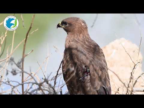 رساله الطيور المهاجرة فريق عدسة البيئة الكويتية