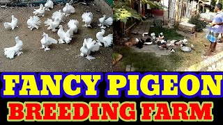 FANCY PIGEON IN ULUBERIA | FANCY PIGEON BREEDING FARM | KOLKATA FANCY PIGEON SALE | AKHIL MAITY
