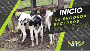 INICIO DE ENGORDA DE 3 BECERROS PINTOS- VIDEO 1