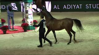 Memories of Paris - World Arabian Horse Championships 2022 - Part 9 -  Junior Male - Group A