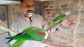 Raw talking parrot bird/Raw most beautiful bird in the world nice voice /sound /viral/video. by Birds Lover  130 views 1 month ago 32 seconds
