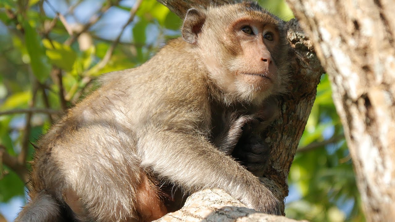 Boss monkey eats the leaves of the tree, and try to relax alone on the ...